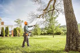 Best Root Management and Removal  in Broad Creek, NC