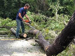 Trusted Broad Creek, NC Tree Care Experts