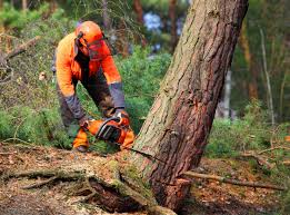Best Tree Cabling and Bracing  in Broad Creek, NC