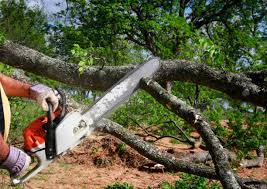 Broad Creek, NC Tree Care Company