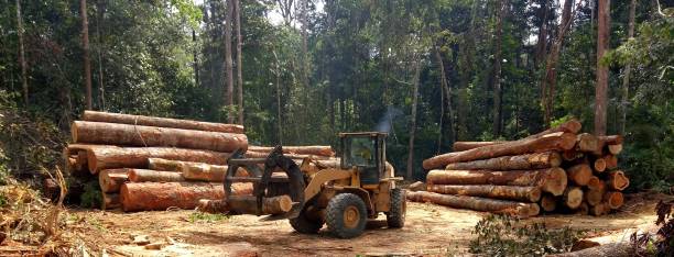 Best Hazardous Tree Removal  in Broad Creek, NC