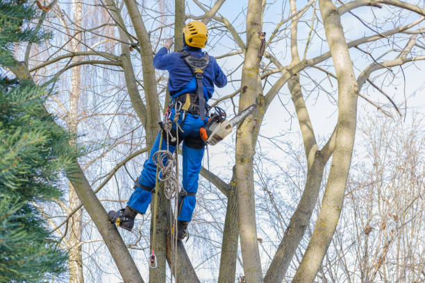 Best Stump Grinding and Removal  in Broad Creek, NC