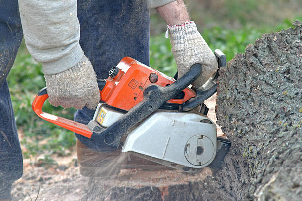 Best Lawn Maintenance Plans  in Broad Creek, NC