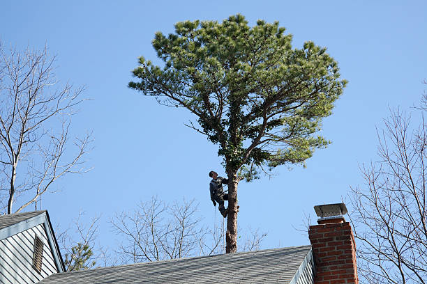 How Our Tree Care Process Works  in  Broad Creek, NC